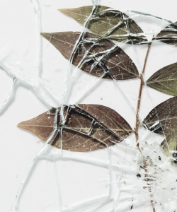 A small twig with several leaves is pressed flat on a white surface by a piece of shattered glass.