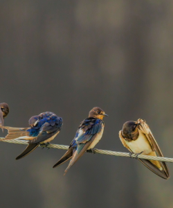 Three swallows perched on a wire
