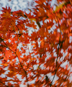 A canopy of orange leaves. The image becomes blurred in a circular pattern toward the outer edges of the image, creating an effect that makes the viewer feel as if they are spinning.
